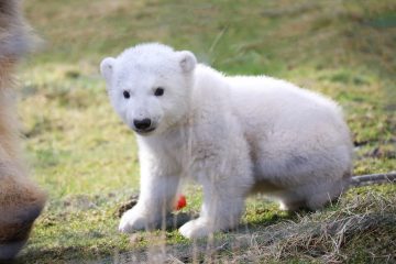 Highland Wildlife Park