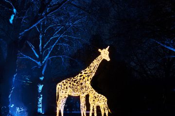 Chester Zoo Lanterns & Lights