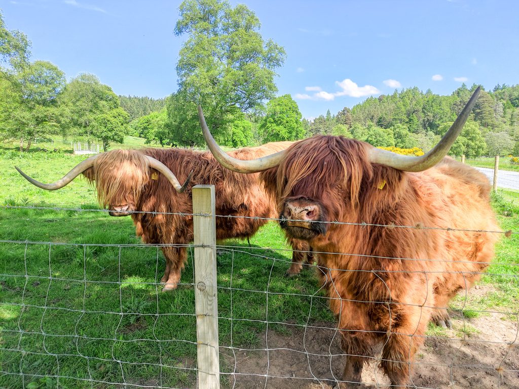 visit cairngorms, highland cow cottages