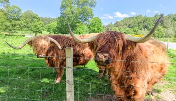 visit cairngorms, highland cow cottages