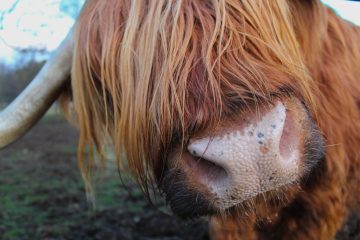 Highland Cow Lodges